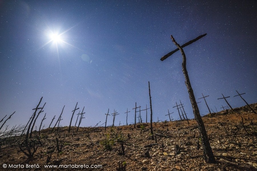 Memories from a dead forest