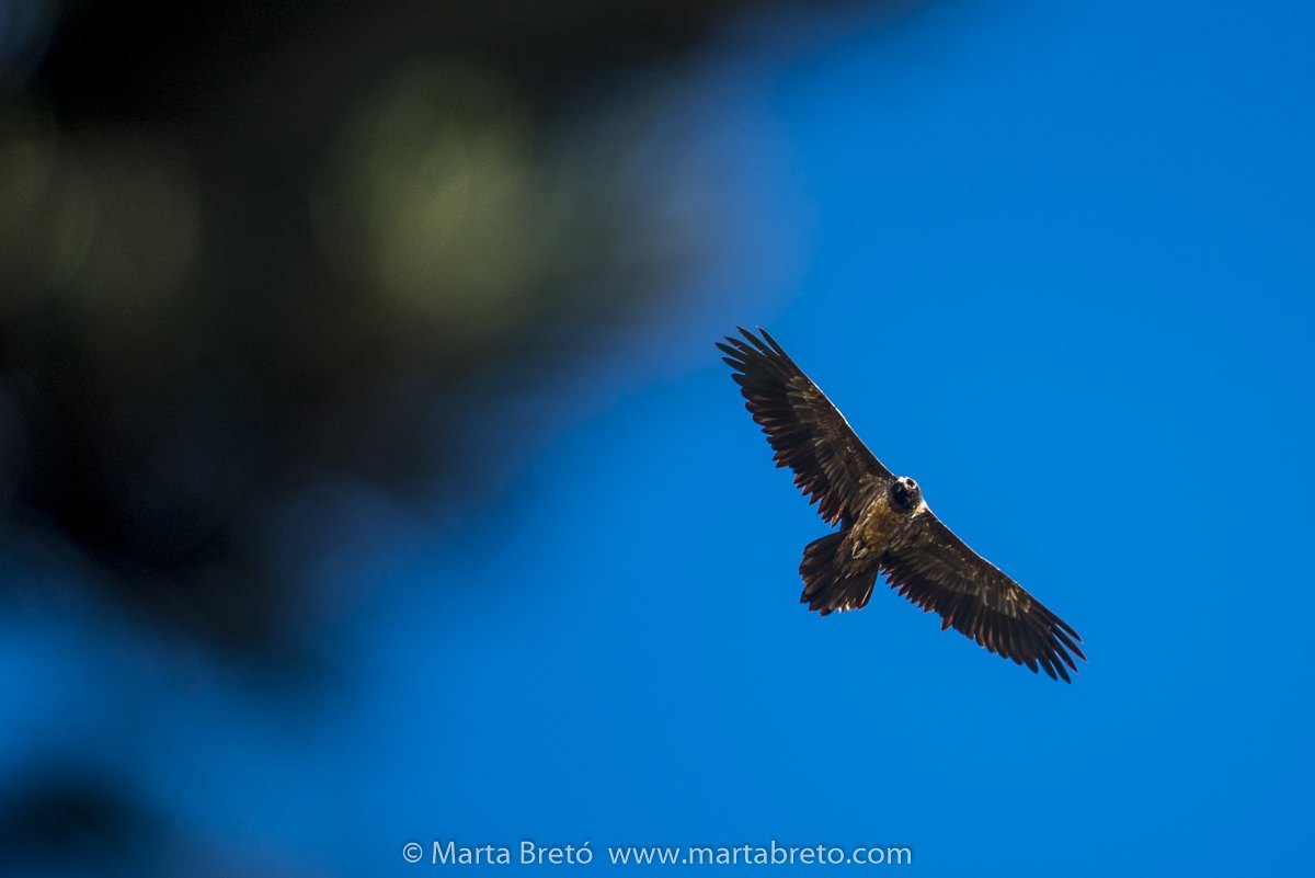 First photo of the year. A young bearded vulture.