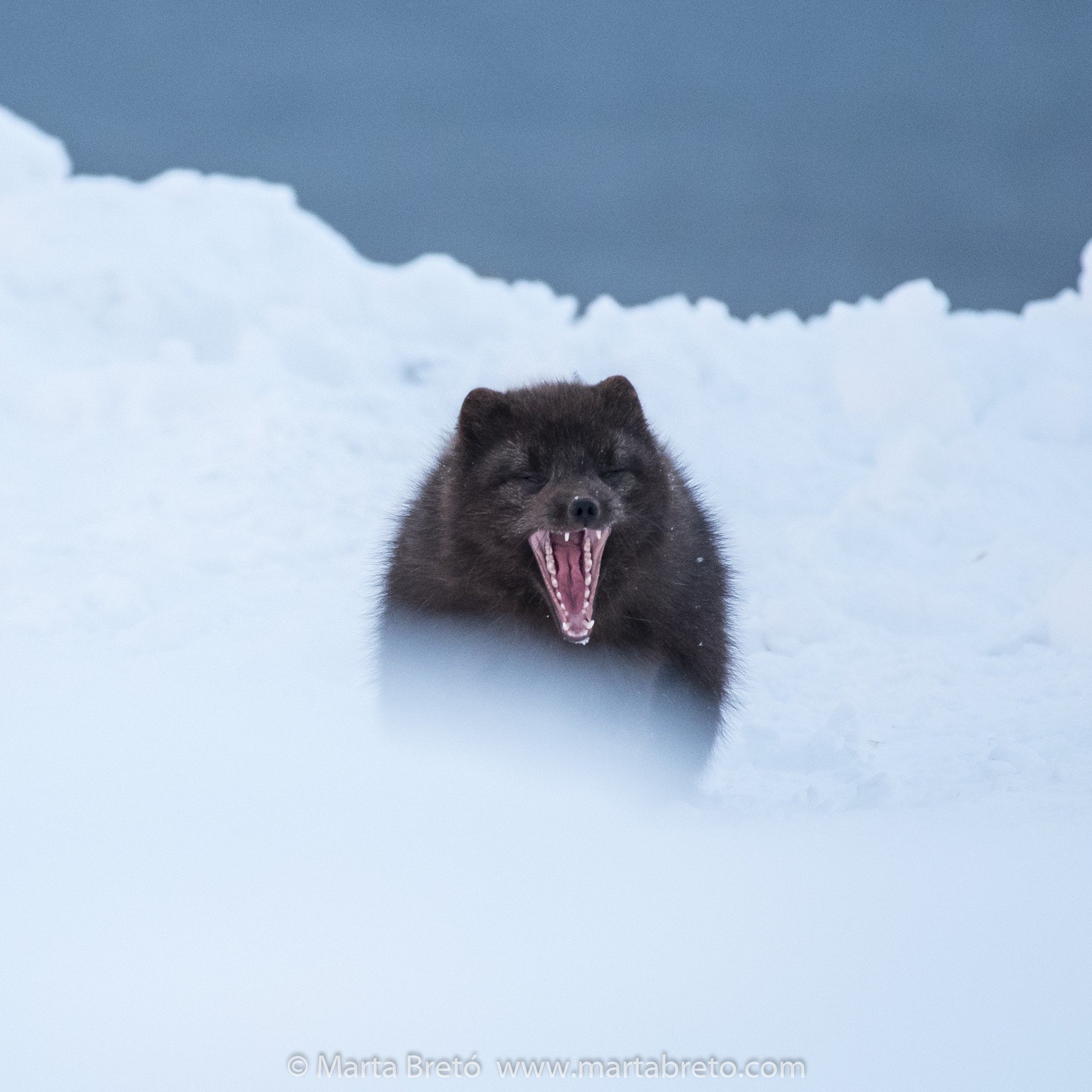 Marta Bretó - Nature Photography